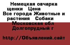 Немецкая овчарка щенки › Цена ­ 20 000 - Все города Животные и растения » Собаки   . Московская обл.,Долгопрудный г.